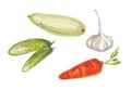 Watercolor illustration of vegetables.