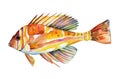 Watercolor illustration of a vibrant goldfish