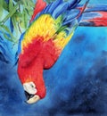 A watercolor illustration of a vibrant red-blue-yellow macaw parrot hanging upside down Royalty Free Stock Photo