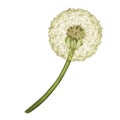 Watercolor illustration with vintage dandelion open flower. Taraxacum officinale isolated on white background Royalty Free Stock Photo
