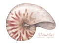 Watercolor illustration with vintage nautilus shell isolated on white background. Marine collection. Royalty Free Stock Photo