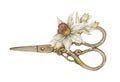 Watercolor illustration of vintage steel scissors with narcissus flowers isolated on white. Needlework collection.