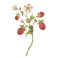Watercolor illustration with vintage strawberry branch with berries, leaves and flowers. Isolated on white background. Royalty Free Stock Photo