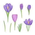 Watercolor illustration, violet crocus flowers set, hand drawn simple springtime image, first spring garden plants Royalty Free Stock Photo