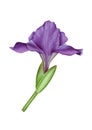 Watercolor illustration with violet iris