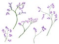 Watercolor illustration of violet little flowers on branches for beautiful design on white isolated background Royalty Free Stock Photo