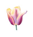 Watercolor illustration with violet yellow tulip