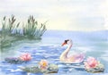 Watercolor illustration water lilies and white swans on the lake and shore with cattail. Card invitation.