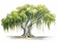 Watercolor Illustration of Weeping Fig Tree on White Background AI Generated