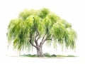 Watercolor Illustration of Weeping Willow Tree with White Background AI Generated