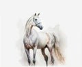 Watercolor illustration of a white Arabian horse with a white background suitable for murals