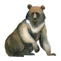 Watercolor illustration on white background. Brown huge bear. Simple sketch of wild forest animals Royalty Free Stock Photo