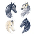 Watercolor illustration on a white background head of horses. Animal sketch. Graphic for fabric, postcard, greeting card