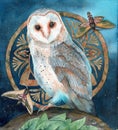 A white barn owl with a round design Royalty Free Stock Photo