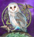 Watercolor illustration of a white barn owl with a round design Royalty Free Stock Photo