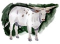 Watercolor illustration of a white bull