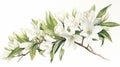 Watercolor Illustration Of White Flowers On A Branch With Jasmine And Yucca Tree