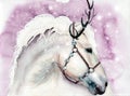 Watercolor illustration of a white horse with a snow-white mane Royalty Free Stock Photo