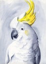 Watercolor illustration of a white parrot cockatoo