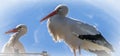 White stork, scientific name Ciconia ciconia, with a red beak an