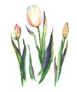 Watercolor illustration of the white tulip flowers