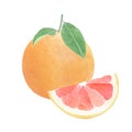 Watercolor Illustration of whole grapefruit and grapefruit segment isolated on white background - hand drawn tropical fruit Royalty Free Stock Photo