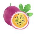 Watercolor Illustration of whole passionfruit and half passion fruit isolated on white background - hand drawn tropical fruit Royalty Free Stock Photo