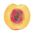 Watercolor Illustration of whole peach isolated on white background - hand drawn tropical fruit