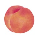 Watercolor Illustration of whole peach isolated on white background - hand drawn tropical fruit Royalty Free Stock Photo