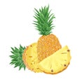 Watercolor Illustration of whole pineapple and pineapple slice isolated on white background - hand drawn tropical fruit Royalty Free Stock Photo