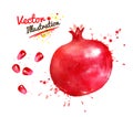Watercolor illustration of whole pomegranate