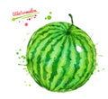 Watercolor illustration of whole watermelon
