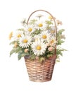 Watercolor illustration of a wicker basket with bouquet of chamomiles. Royalty Free Stock Photo