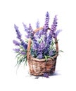 Wicker basket with bouquet of lavender flowers isolated on white background. Royalty Free Stock Photo