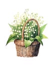 Watercolor illustration of a wicker basket with bouquet of lilies of the valley. Royalty Free Stock Photo
