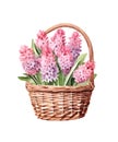 Wicker basket with bouquet of pink hyacinths isolated on white background. Royalty Free Stock Photo