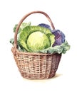 Watercolor illustration of a wicker basket with head of cabbages.