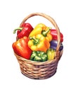 Watercolor illustration of a wicker basket with sweet bell peppers.