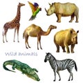 Watercolor illustration, wild animals. Rhinos, crocodile, giraffe, zebra, parrot, camel. Isolated freehand drawing on a white Royalty Free Stock Photo