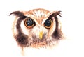 Watercolor illustration of Wild brown owl with beautiful big eye