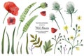 Watercolor illustration Wild Flowers