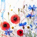 chamomile poppies and cornflowers on a white watercolor background