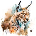 Watercolor illustration of a wild lynx. Digital painting of a wild cat.