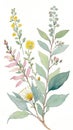 Watercolor illustration of wildflowers and eucalyptus branches Royalty Free Stock Photo