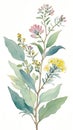 Watercolor illustration of wildflowers and eucalyptus branches Royalty Free Stock Photo