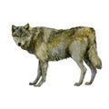 Watercolor illustration. Wolf. Image of a wolf on the side