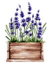 Watercolor illustration of a wooden box with lavender. Botanical drawing for spring stickers and flower shops