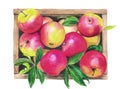 Watercolor illustration of a wooden box with ripe juicy yellow-red apples Royalty Free Stock Photo