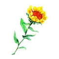 Watercolor illustration of a yellow autumn flower with green leaves