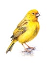 Watercolor illustration of a yellow canary bird.